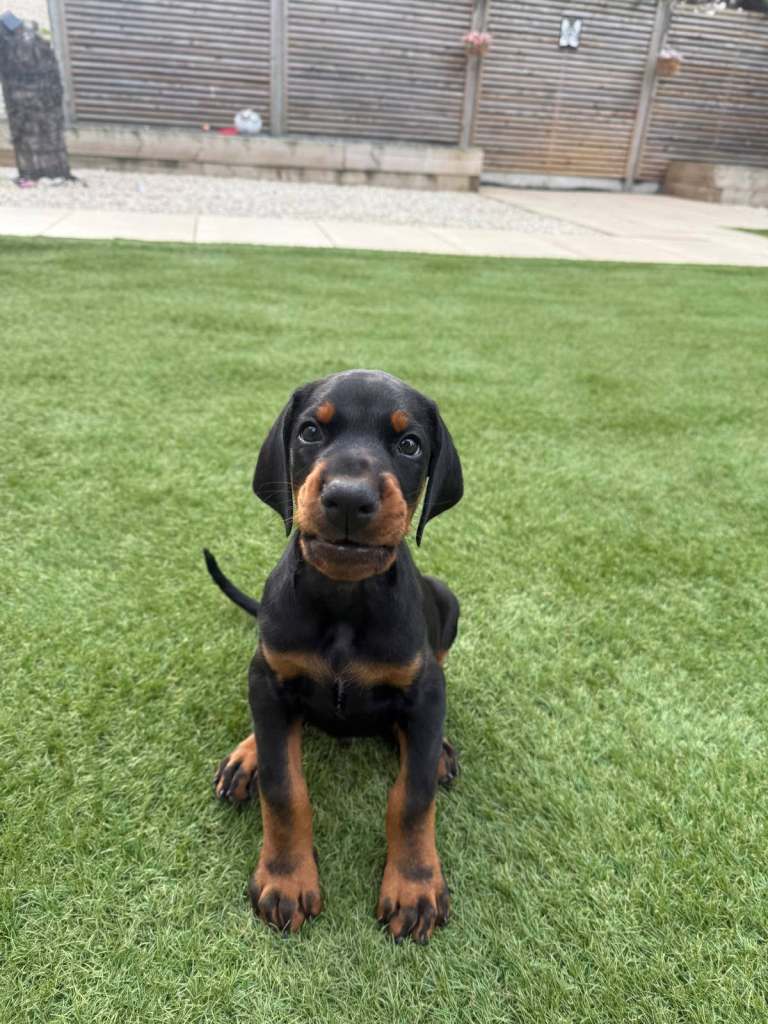 Puppy For Sale