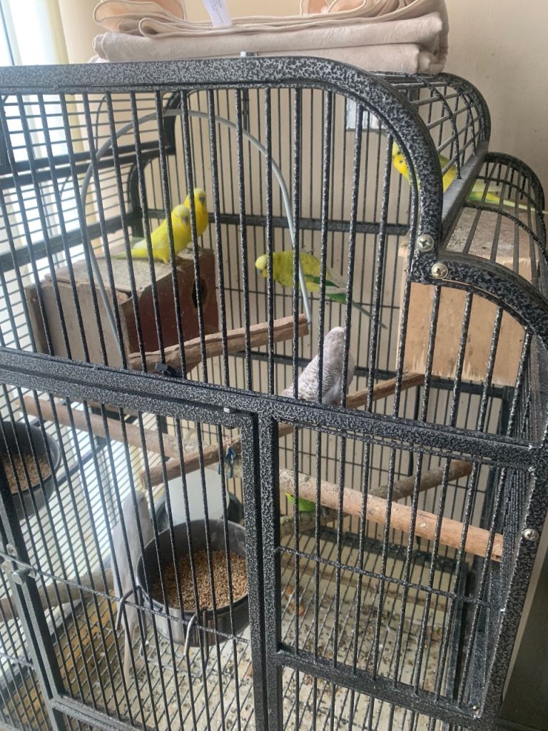 Beautiful Budgies 