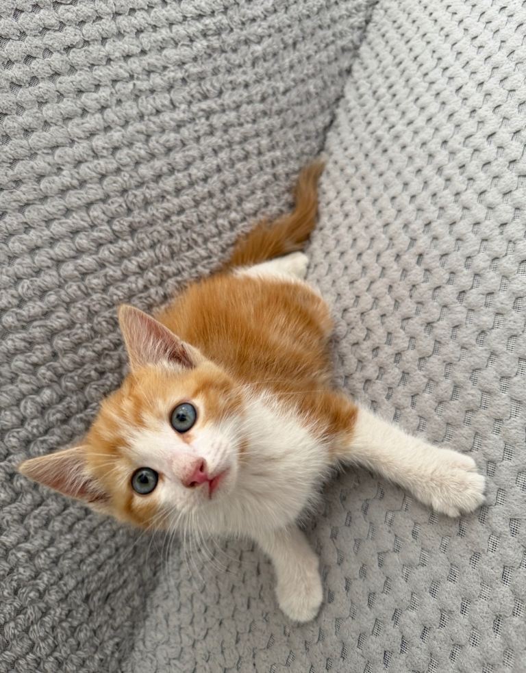 2 kittens 
