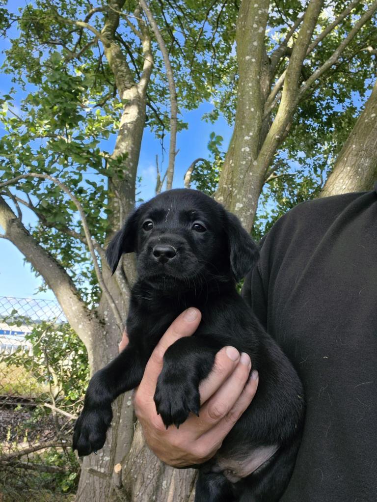 KC Labrador pups 