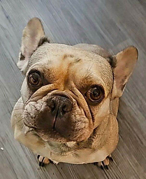 Frenchie female 