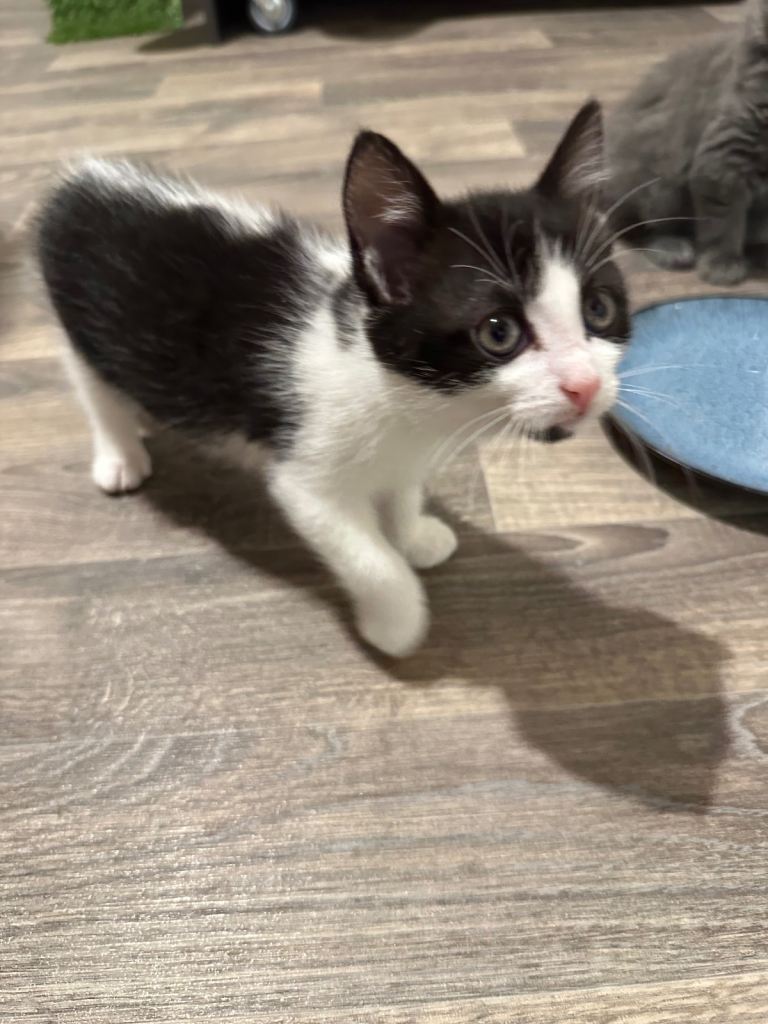 Female kittens 