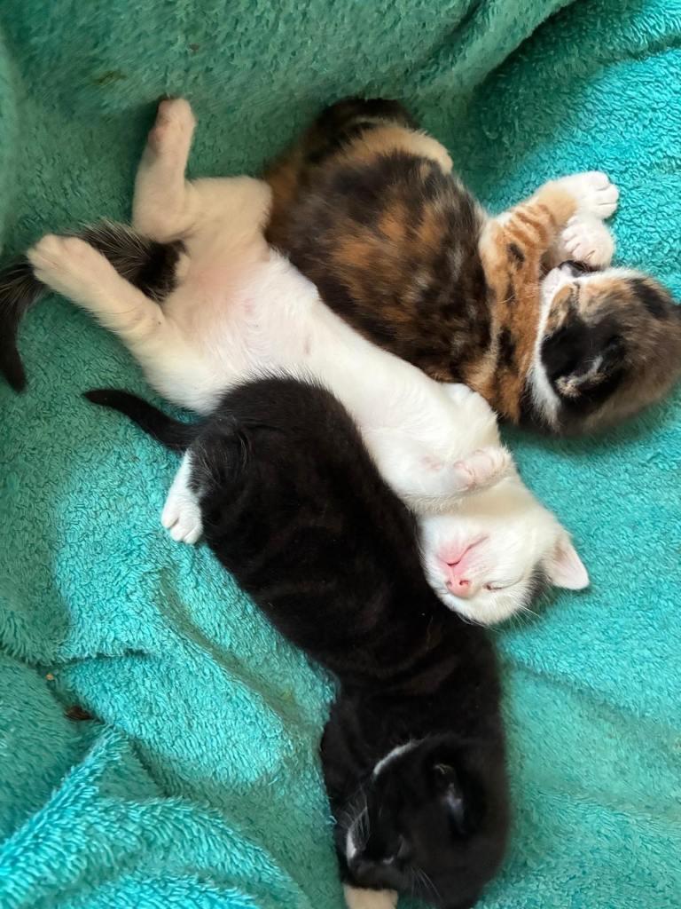 Kittens 