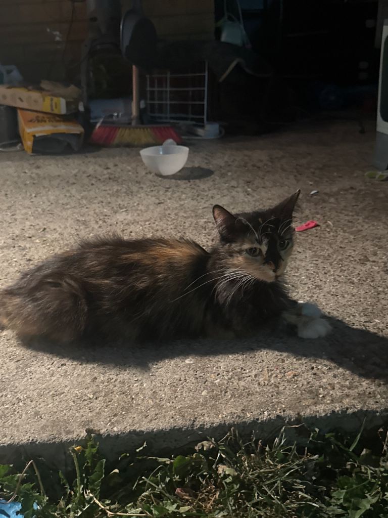 Adorable kitten 