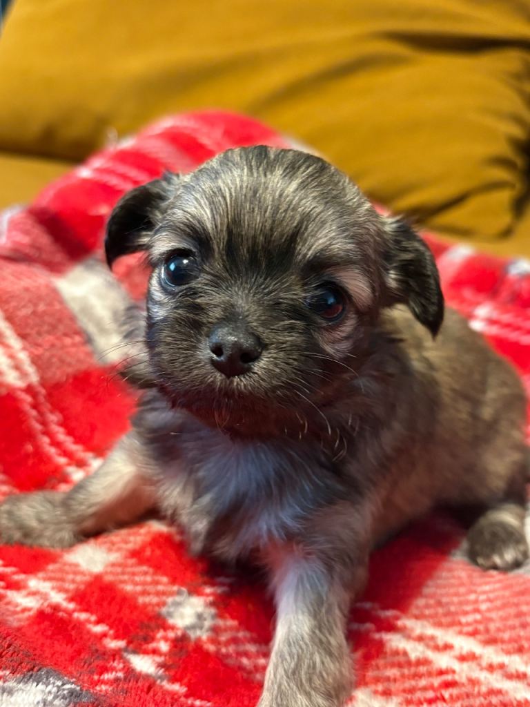 4 Chihuahua puppies