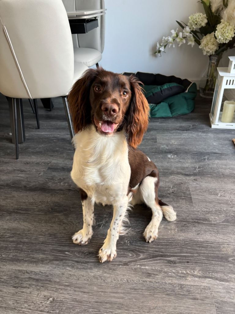 English springer spaniel