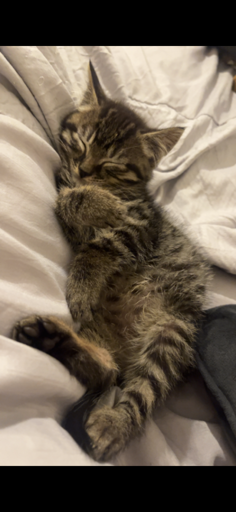 Kittens 