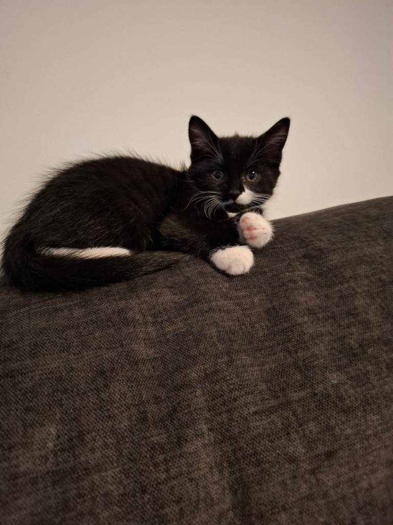 Girl kittens for sale 