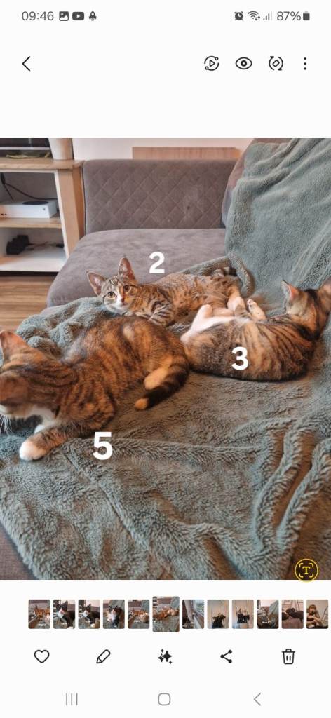 Kittens, super affectionate girls