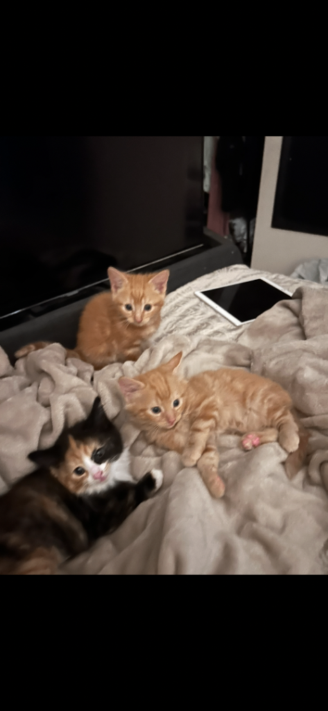 3 beautiful fluffy kittens 