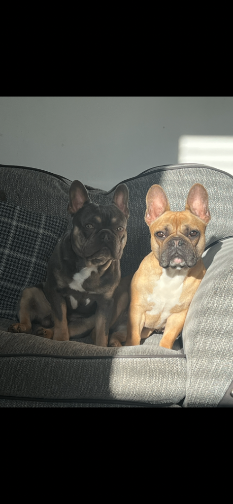 French Bulldogs 