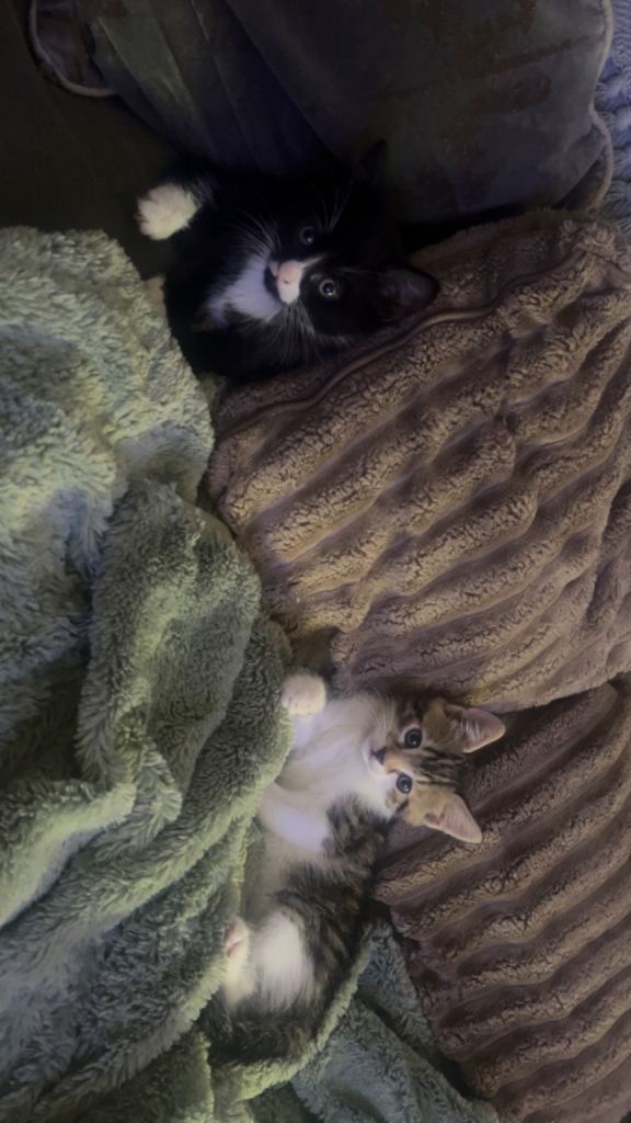 3 gorgeous kittens