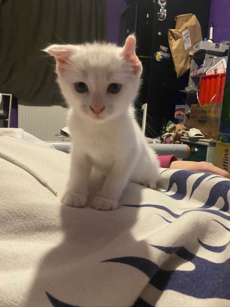 White angora kitten with black spot