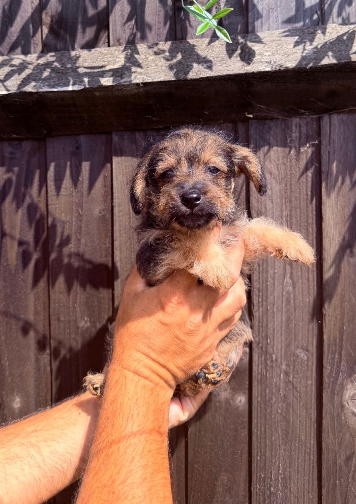 Miniature jackapoo puppies 4boys 