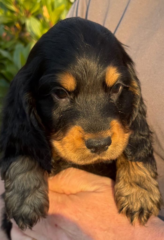 Cocker Spaniel puppies
