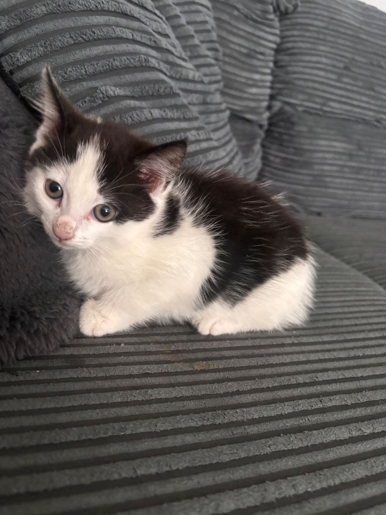 Kitten 