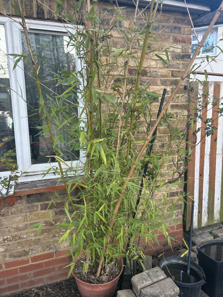 Various heights bamboo