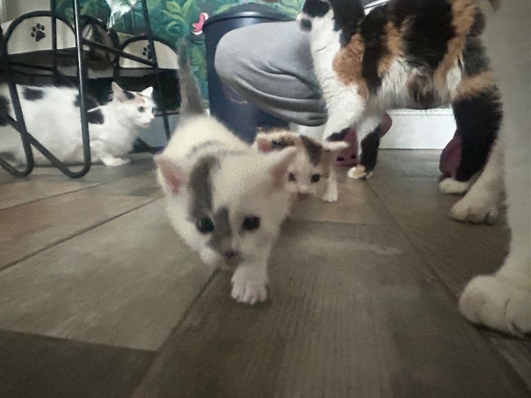 Kittens