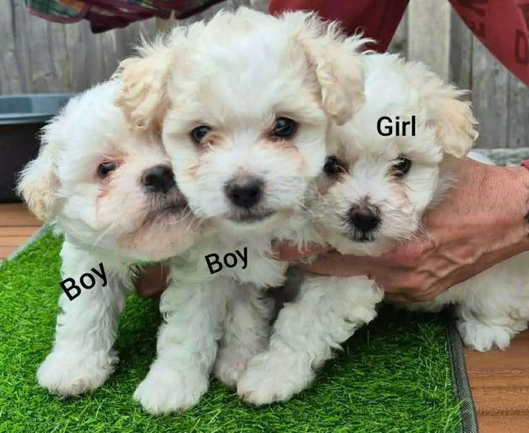 Bichon Maltese