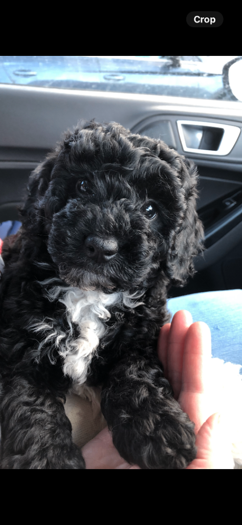 ADULT F1B Cockapoo Girl for new home 