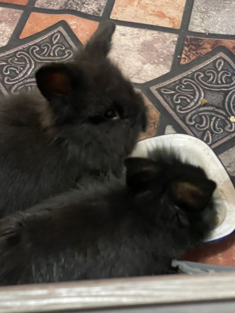 9 week old male bunnies