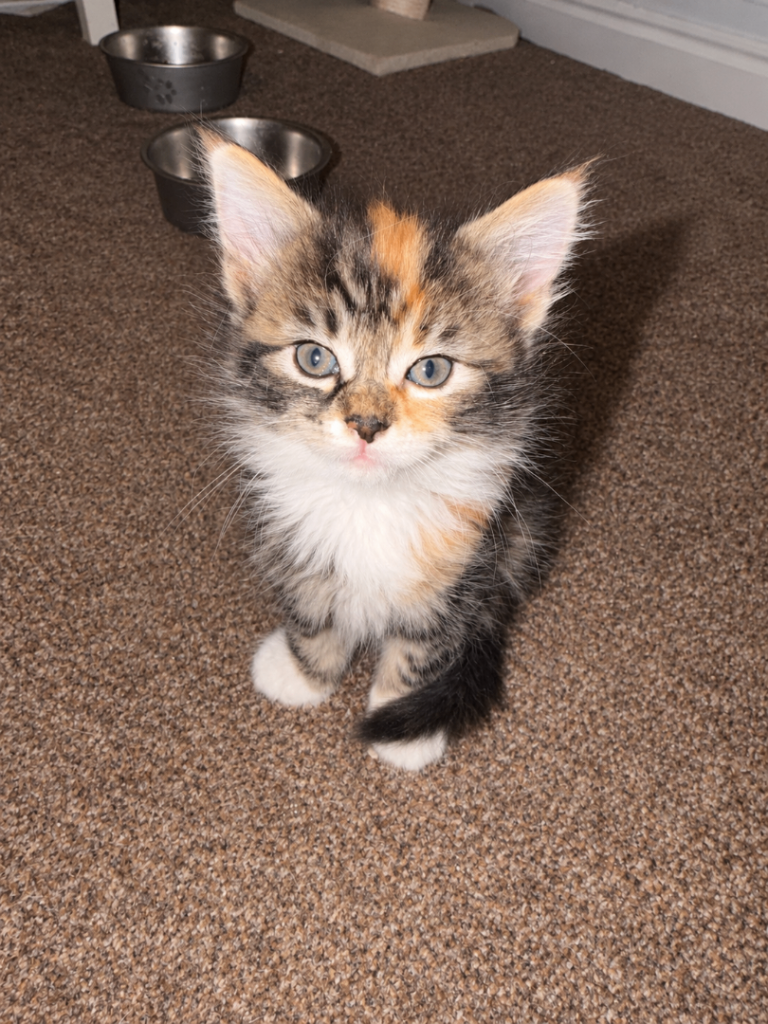 Tabby kittens 