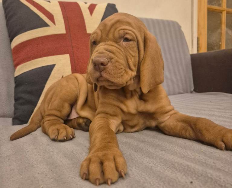 🐾 Adorable Vizsla Puppies – 4 Boys & 4 Girls! 🐾