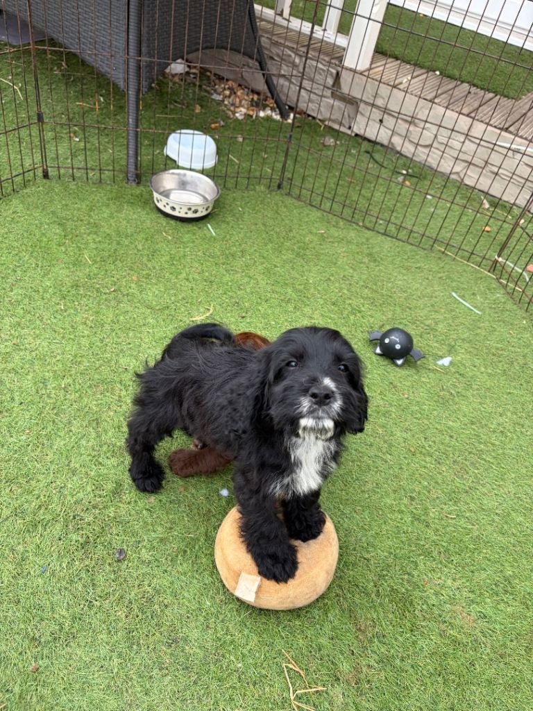 Last gorgeous cockapoo girl ready now
