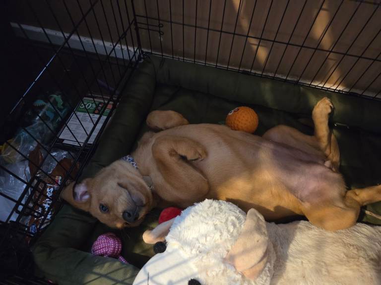 Red fox labrador puppy 