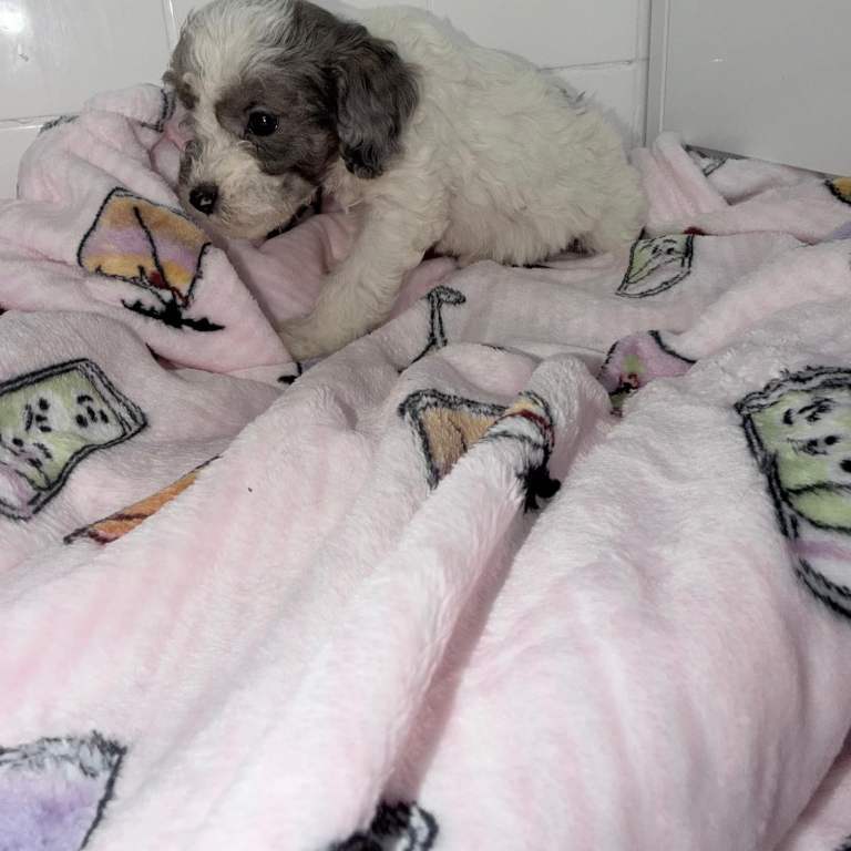 Toy Poodle Puppies 
