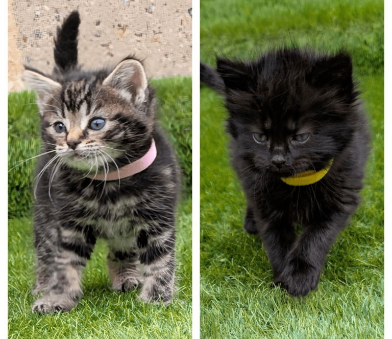 🐾 Rare Super Fluffy Maine Coon Type Kittens – Stunning Colours – EN8 (Walthamcross) ⭐