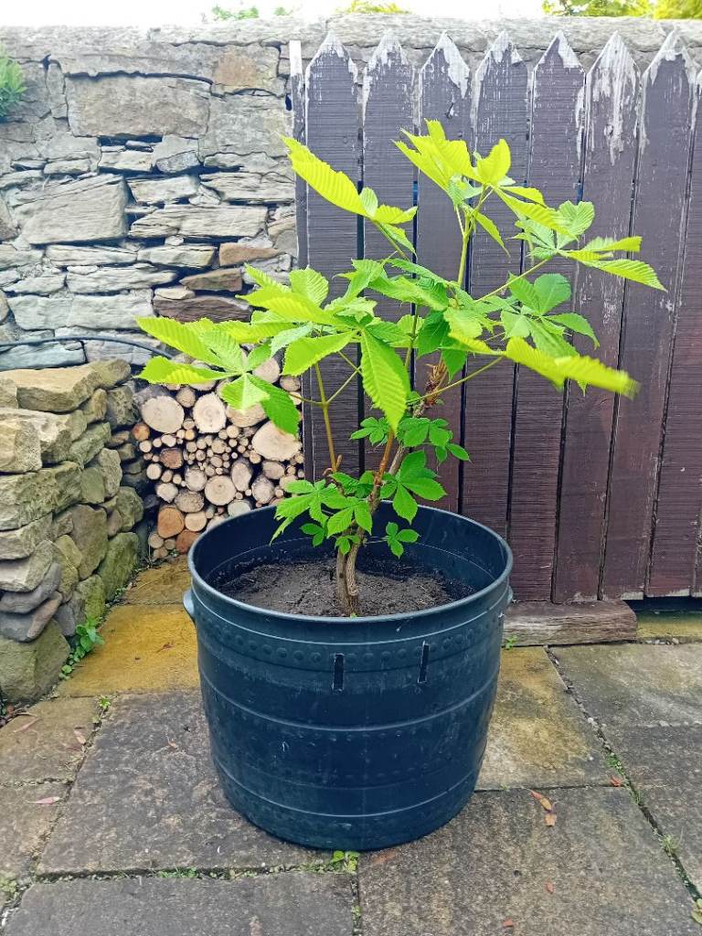HORSE CHESTNUT TREE in Large Plastic Planter - Healthy and Newly Potted On.