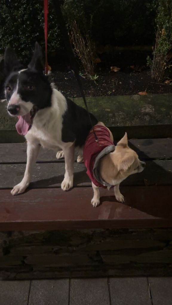 Female collie for sale 