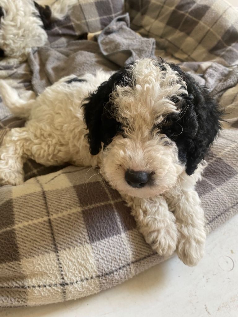 COCKAPOO PUPPIES 