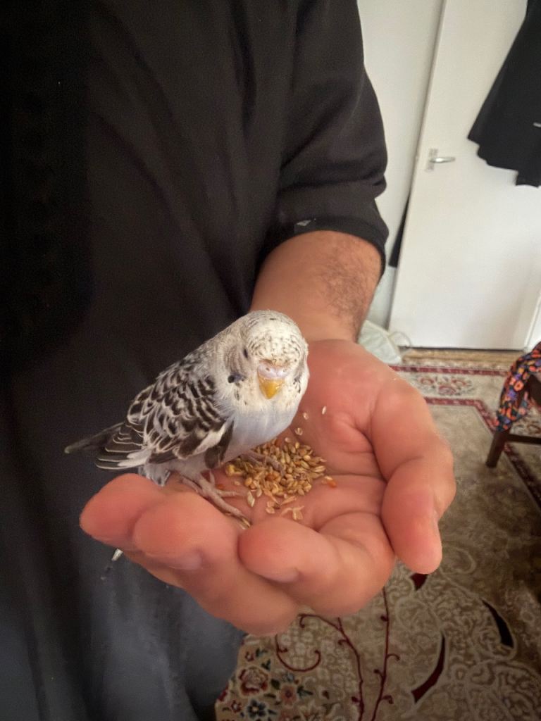 Young Hand-Tame Budgie