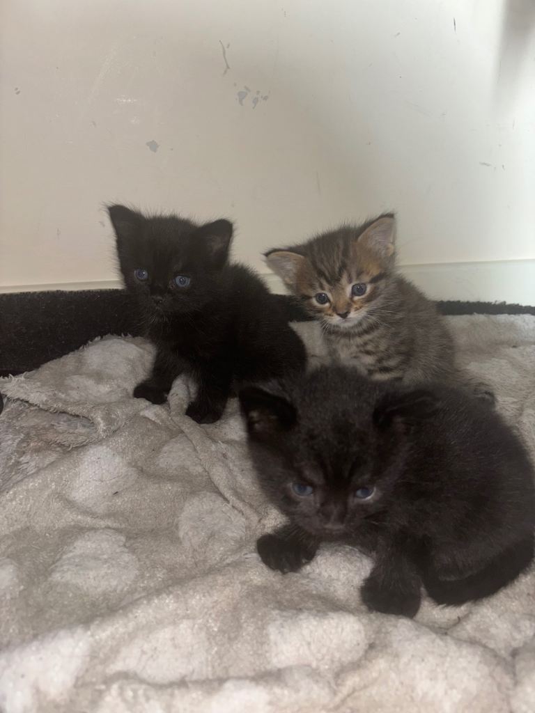 Kittens for adoption 