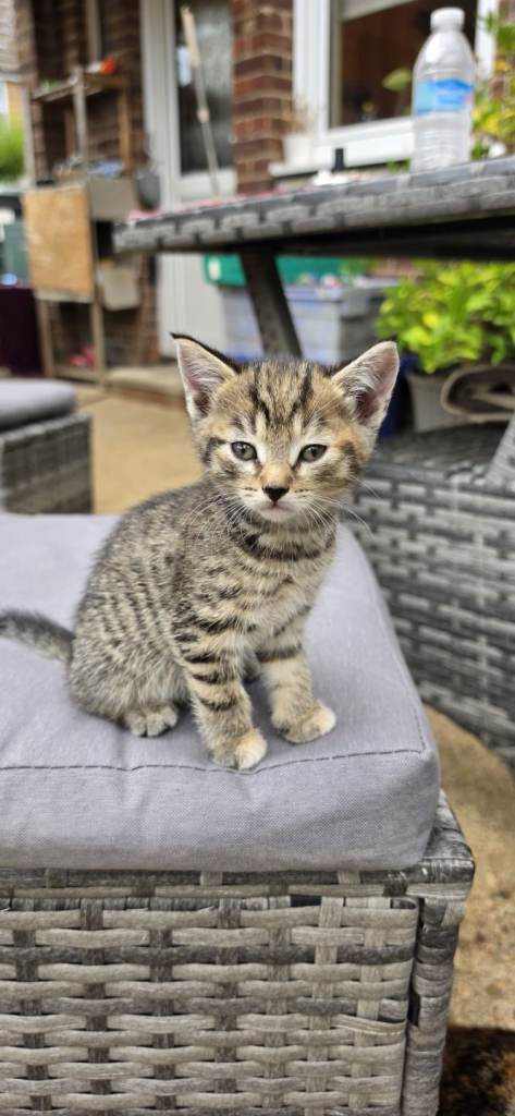 Adorable Kittens