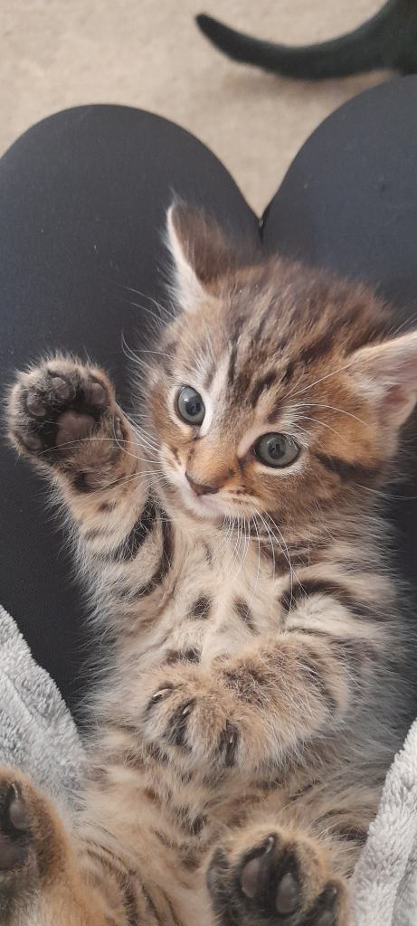 Cute kittens 