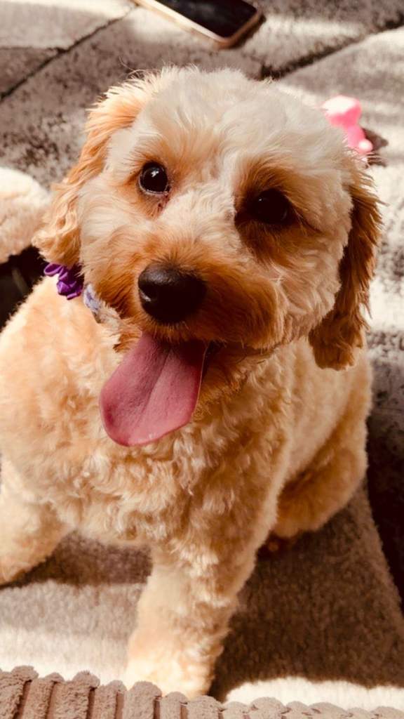 Cockapoo