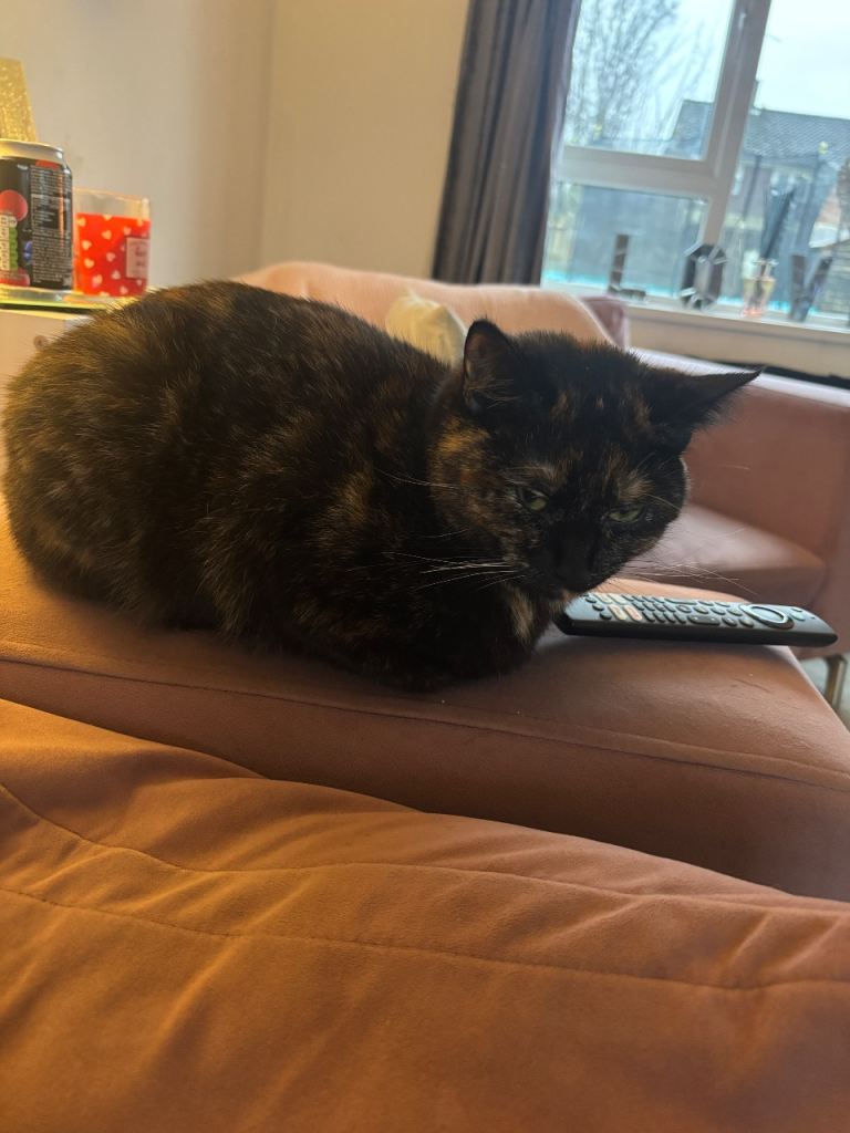 9 month old tortoiseshell female kitten 