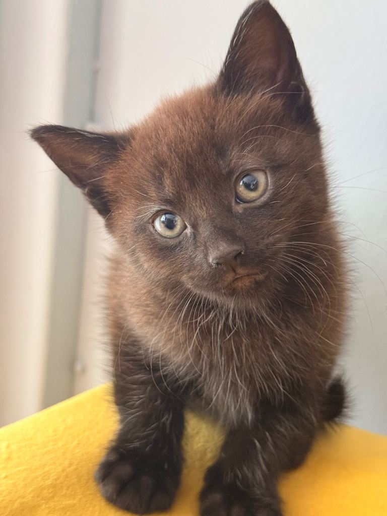 Kitten 