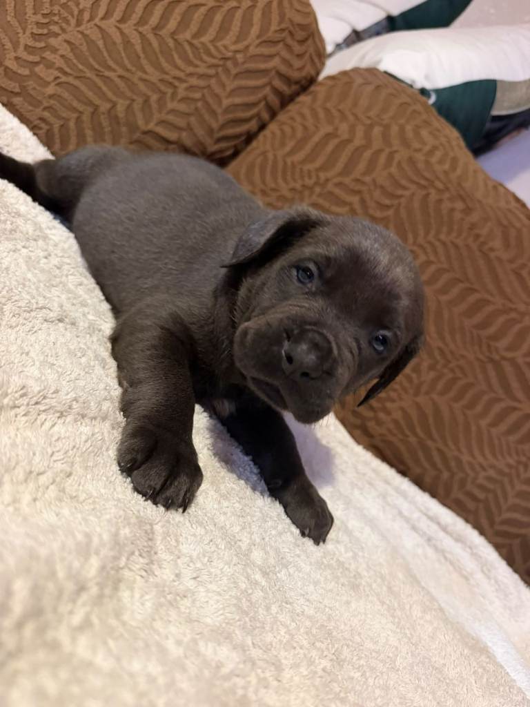 Beautiful puppies 