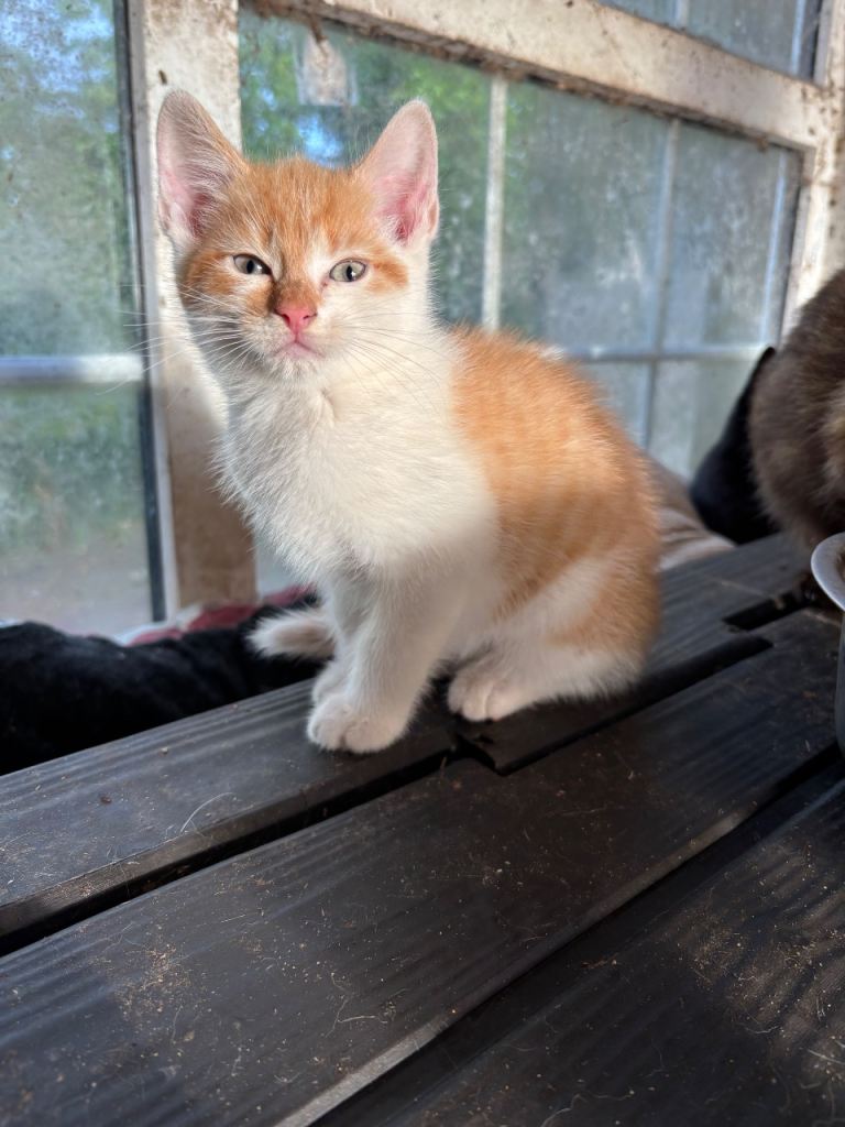 Male Kitten