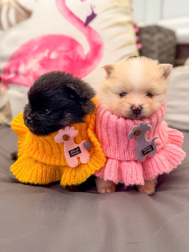 KC registered extra fluffy -tiny Pomeranian puppies