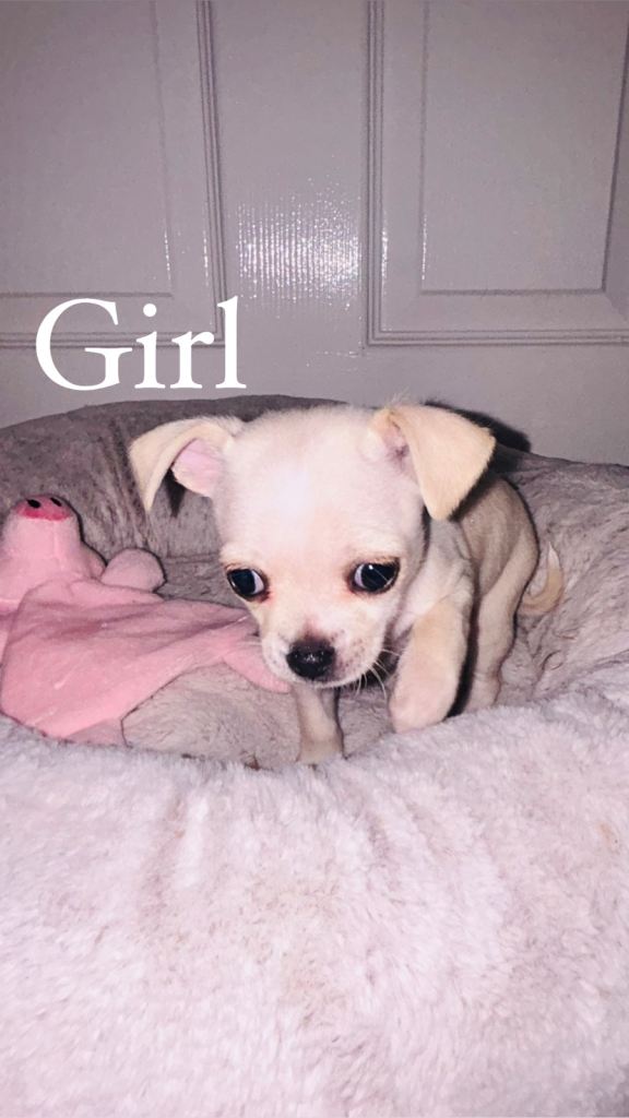 Baby girl chihuahua 