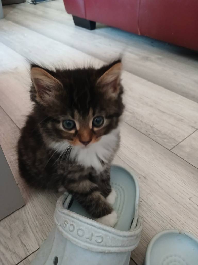 5 male kittens 