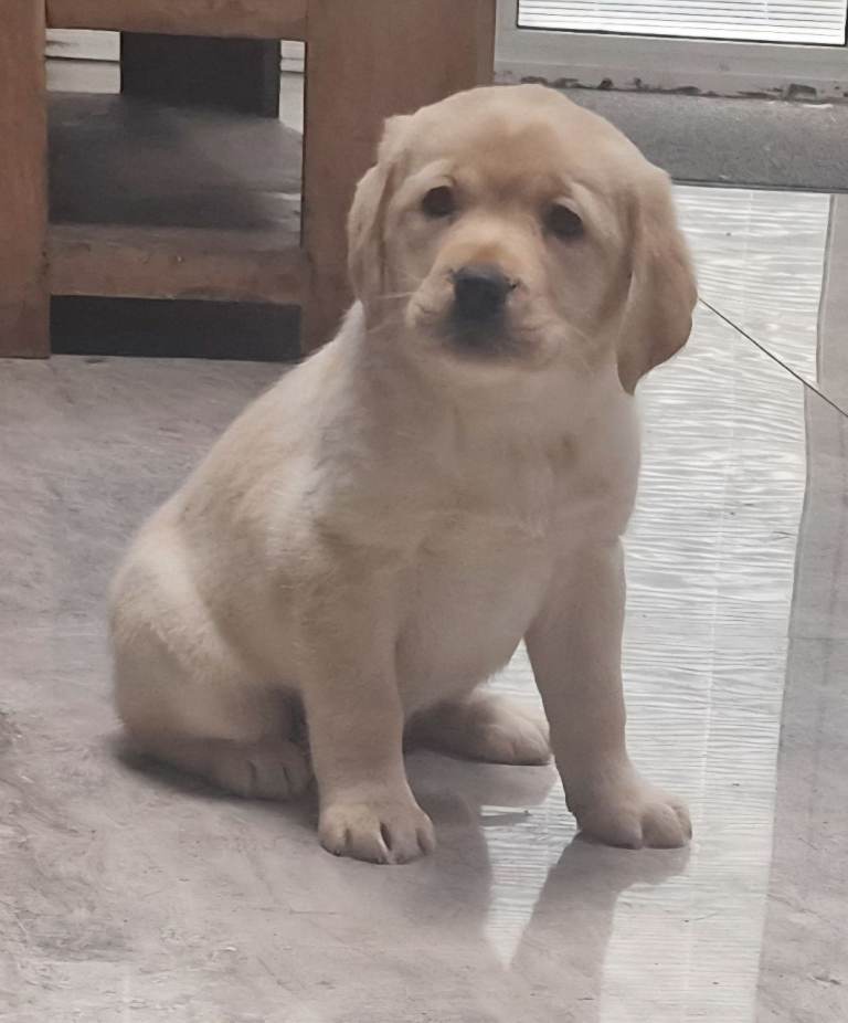 Labrador puppies