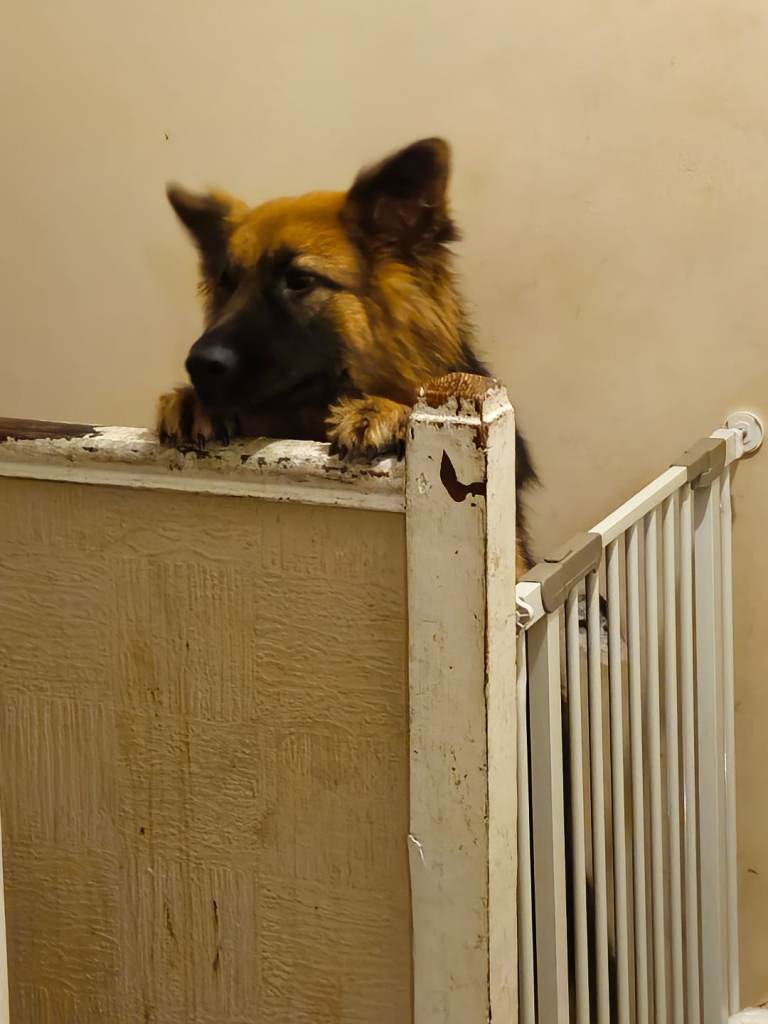 Female german shepard