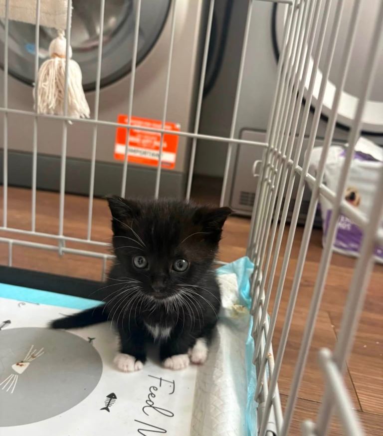 Girl kitten