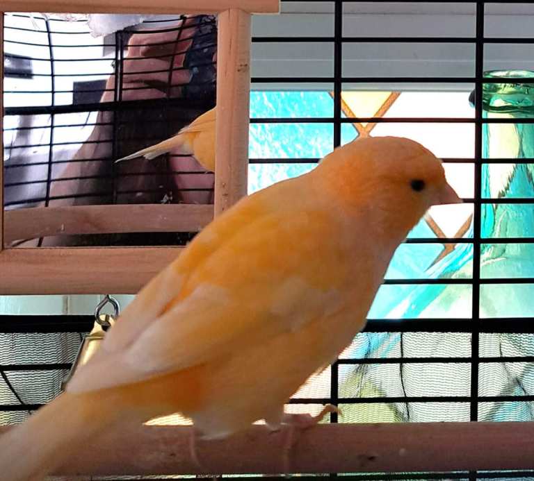 Beautiful yellow and white juvenile Canary 